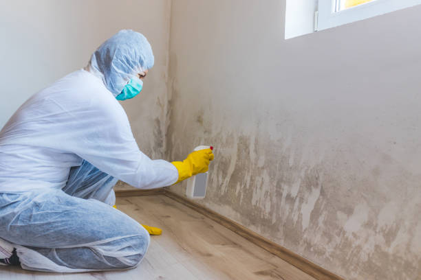 Biohazard Mold Removal in Culver, OR